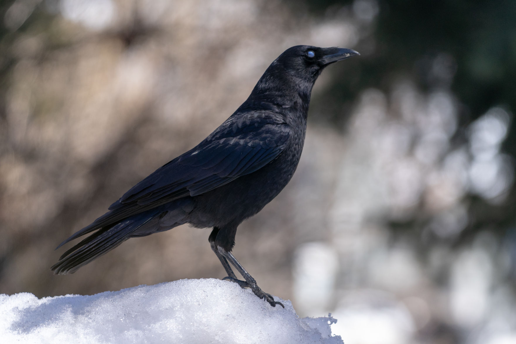 Crow